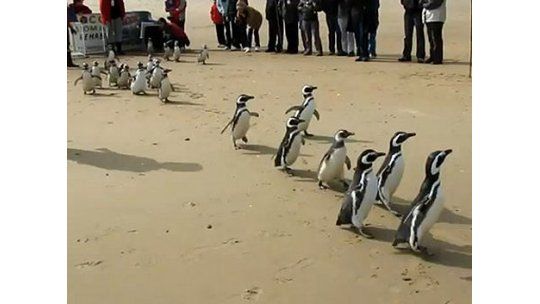 13 pingüinos recuperados tras estar empetrolados volverán al mar