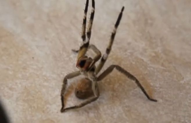 araña-banano-montevideo-buceo