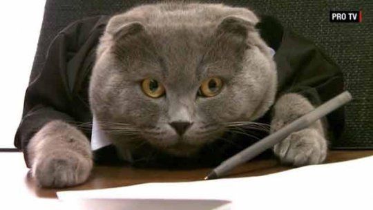 boss gato director comunicaciones