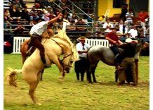 Jineteadas del Prado tendrán monitoreo contra maltrato animal