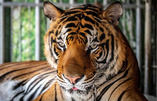 Foto: AFP. Tigre fotografiado en parque en Tailandia.