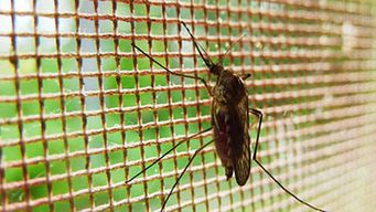 ola de mosquitos en maldonado: intendencia hara fumigaciones puntuales