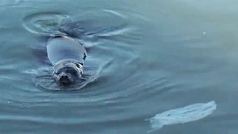 francisca jugaba con una bolsa de nylon y temen que se trague ese u otros residuos