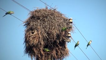 aumento de cotorras en uruguay: causas, danos a la produccion y medidas que promueven desde el mgap
