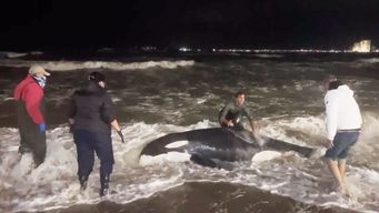 La orca varada en la playa y los rescatistas intentando devolverla al mar. Foto: Subrayado.