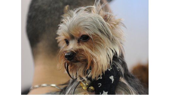 Perro Yorkshire Terrier AFP