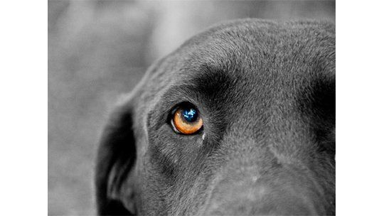 Perro evitó abuso sexual de dos niñas en Argentina