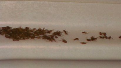 reaparecieron las mosquitas cadavericas en los alrededores del cementerio del buceo