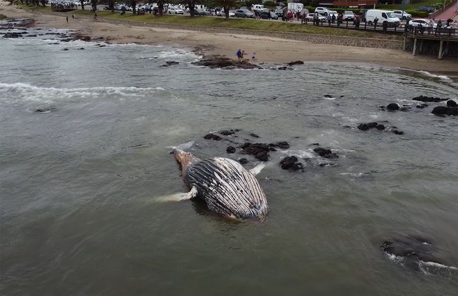 ballena-punta-del-este-encallada.jpg