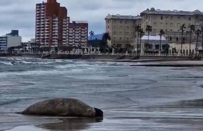 elefantito-playa-piriápolis