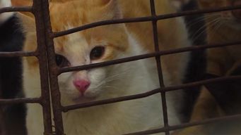 encuentran en vietnam 2.000 gatos muertos con los que iban a producir remedios tradicionales