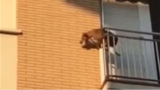 perro vacio