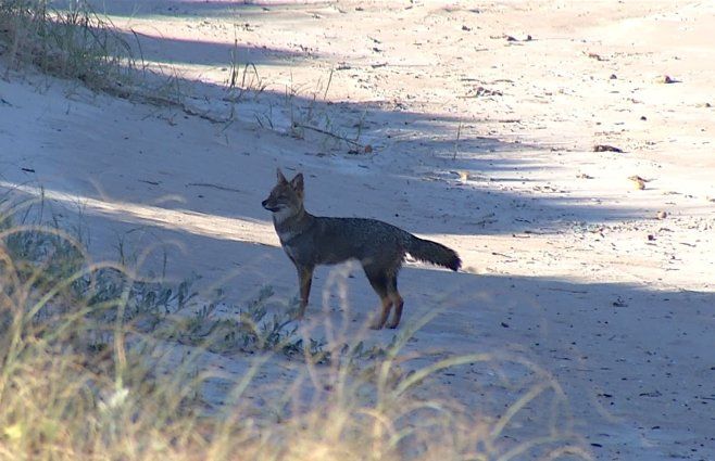 Foto: Subrayado. Zorro en playa de Carrasco, en Montevideo.