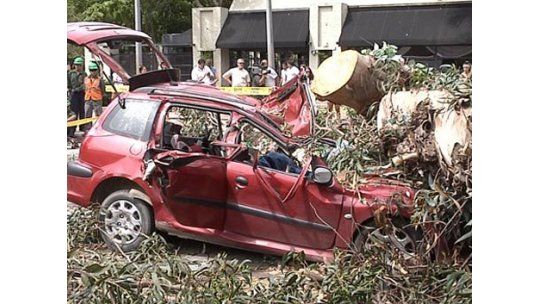Intendencia de Montevideo creará guardia del arbolado