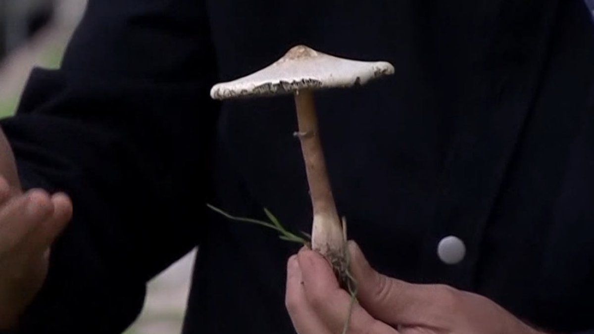 Especialista en hongos silvestres explicó cuáles no recolectar ni consumir tras advertencia de MSP para evitar intoxicaciones