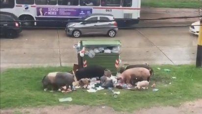 un video de ocho cerdos comiendo entorno a un contenedor se volvio viral