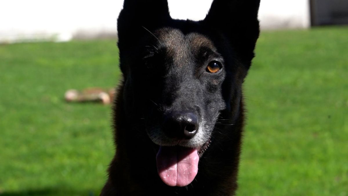 Este es Drago, el perro policía que detectó más de 100 kilos de pasta base ocultos en una camioneta