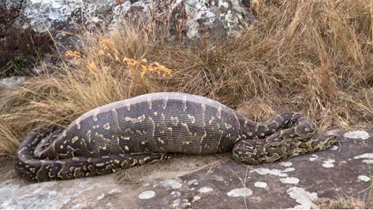 Serpiente pitón muere después de tragarse un puercoespín de 13 kilos Serpiente pitón muere después de tragarse un puercoespín de 13 kilos