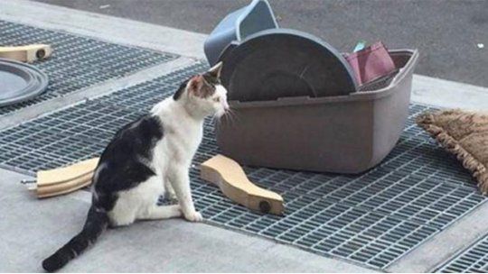 gato abandonado