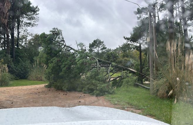 árbol-caído-maldonado-temporal-foto-Intendencia