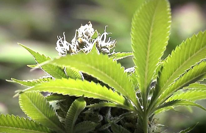 planta-de-marihuana-cannabis-cogollo