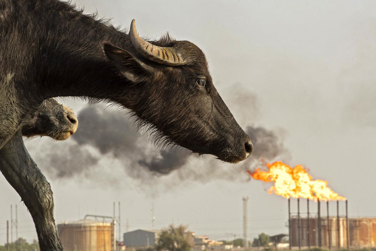 Un búfalo fotografiado frente al campo petrolífero de Nahr Bin Omar en la provincia de Basora, en el sur de Irak, el 18 de julio de 2022. Foto: AFP