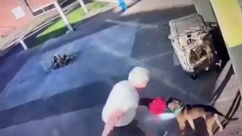 plataforma animalista denuncio ante el inba al hombre que apunalo y mato a un perro que mordio a su hija