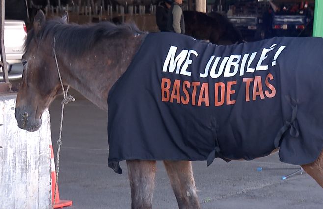 caballo-jubilado.jpg