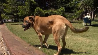 diputados aprobo proyecto de ley que levanta prohibicion de tener mascotas en edificios