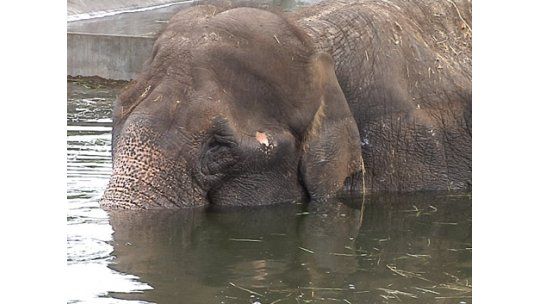 Elefanta Yothi sufre enfermedad terminal y es asistida en el Zoo