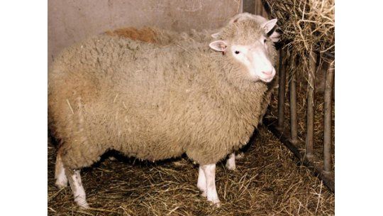 Se cumplen 15 años de la oveja Dolly, el primer mamífero clonado