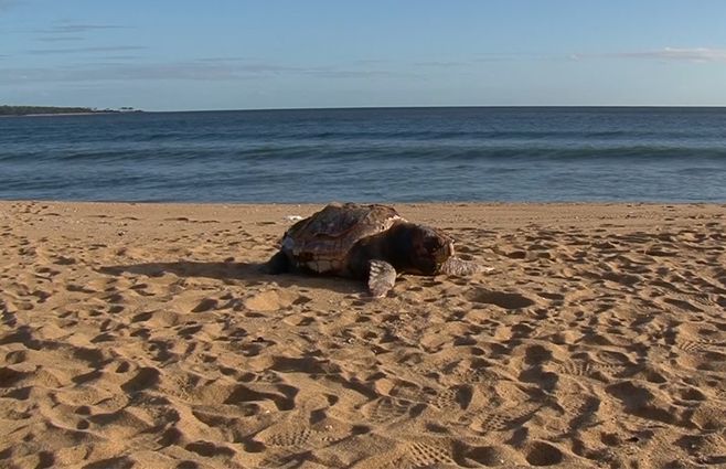 tortuga-marina-muerta-playa-maldonado.jpg