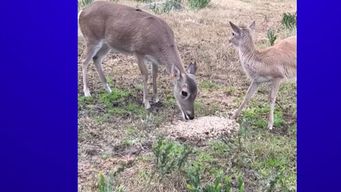 era un animal especialmente valioso, para nosotros es muy triste: instituto clemente estable lamento muerte de venado de campo