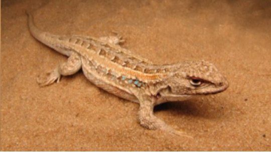 lagartija
