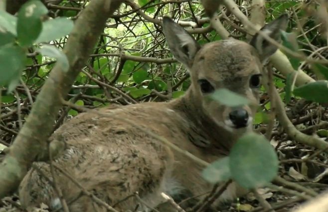 venado-ecfa-piriapolis