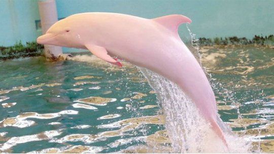 delfin albino