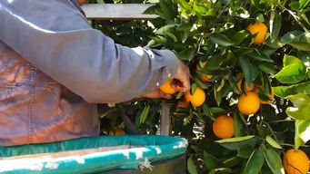 empresa citricola despidio a 200 trabajadores en salto; este martes les comunico que fue por bajo rendimiento