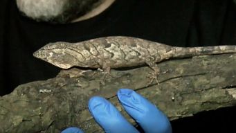 falso camaleon rescatado en maldonado: las caracteristicas de esta especie que llego en un barco