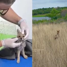 Salta, mira hacia atrás y vuelve a saltar: la liberación de la zorra gris que fue rescatada en Punta Carretas Salta, mira hacia atrás y vuelve a saltar: la liberación de la zorra gris que fue rescatada en Punta Carretas