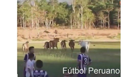 Suspendieron partido de fútbol en Perú por invasión de vacas