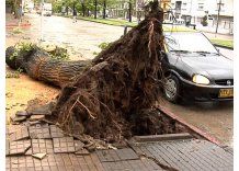 Árboles caídos y techos volados, los primeros signos del temporal