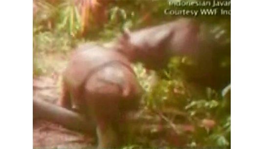 Cuernos de rinoceronte para el cáncer: especie está en riesgo