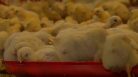 MGAP suspendió el ingreso de carne avícola de Brasil por foco de gripe aviar en Santa Catarina