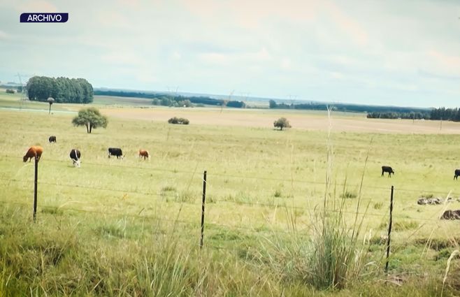 campo