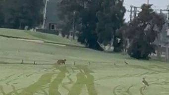 video: vieron al puma suelto de canelones en la tahona golf este sabado de manana
