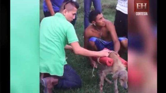 honduras perro explosion