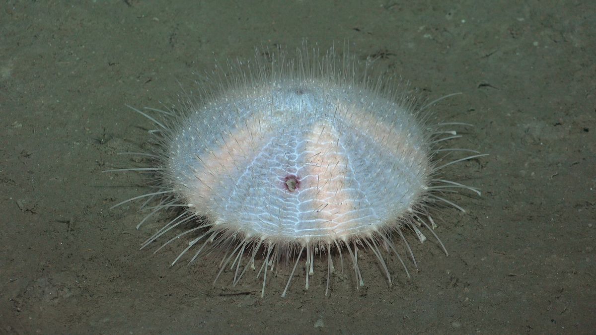 UrchinRunning. Fuente: Schmidt Ocean Institute