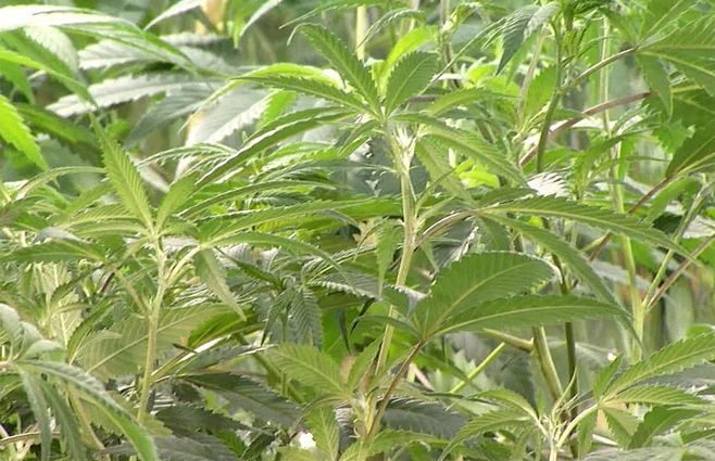 cannabis-planta-cierre-empresa.jpg