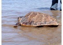 Gaby y Libertad ya están otra vez en su hábitat natural