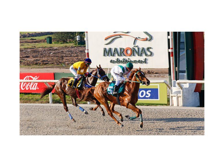 turf calaf